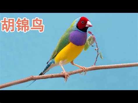 胡錦鳥親人嗎